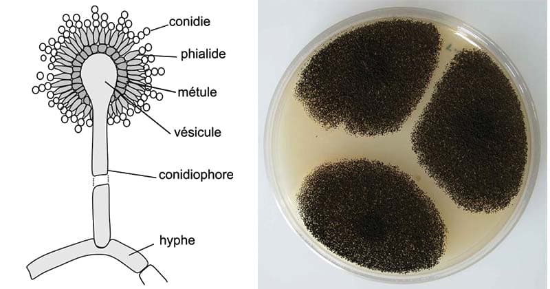 Aspergillus nigerrr